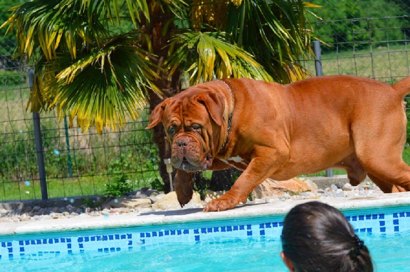 Publication : Dogue Force One Auteur : eveline DAVI