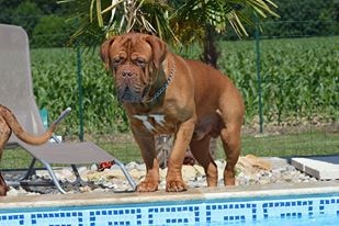 Publication : Dogue Force One Auteur : eveline DAVI