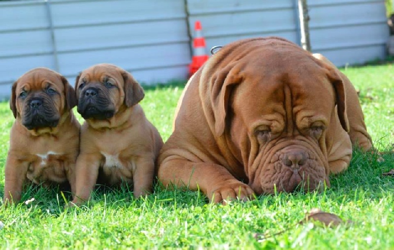 Publication : Dogue Force One Auteur : eveline DAVI