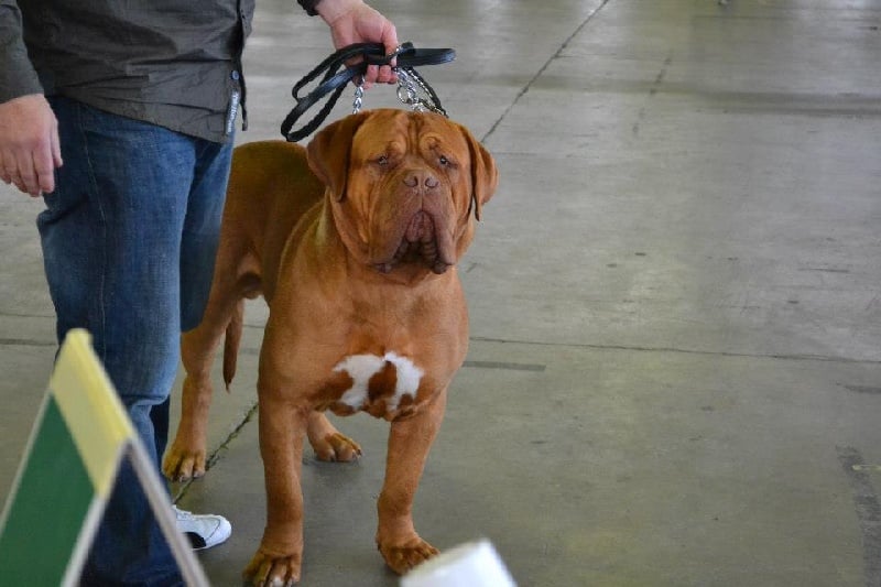 Publication : Dogue Force One Auteur : eveline DAVI