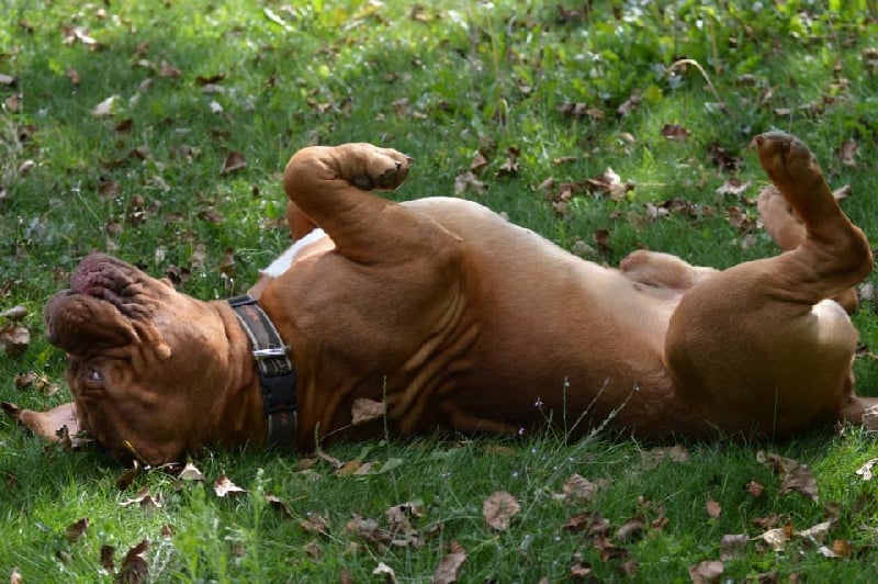 Publication : Dogue Force One Auteur : eveline DAVI