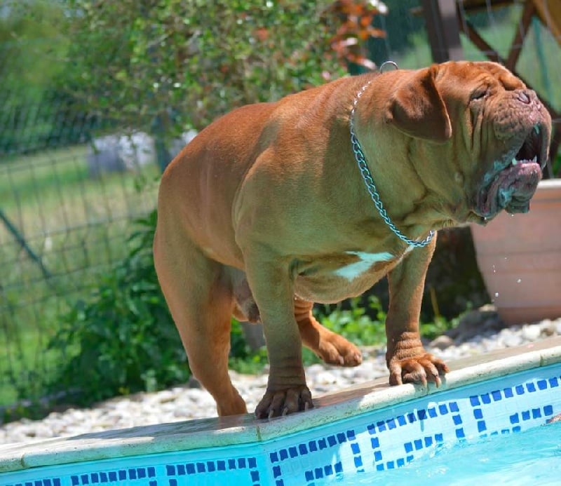 Publication : Dogue Force One Auteur : eveline DAVI