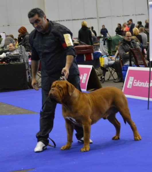 Publication : Dogue Force One Auteur : eveline DAVI