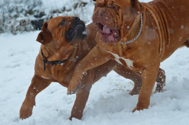 Publication : Dogue Force One Auteur : eveline DAVI