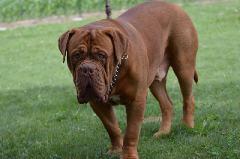 Publication : Dogue Force One Auteur : eveline DAVI