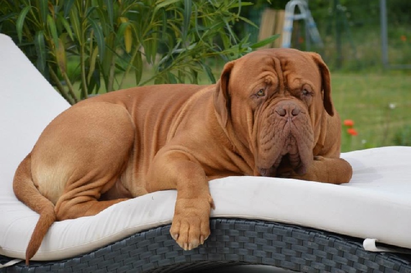 Publication : Dogue Force One Auteur : eveline DAVI