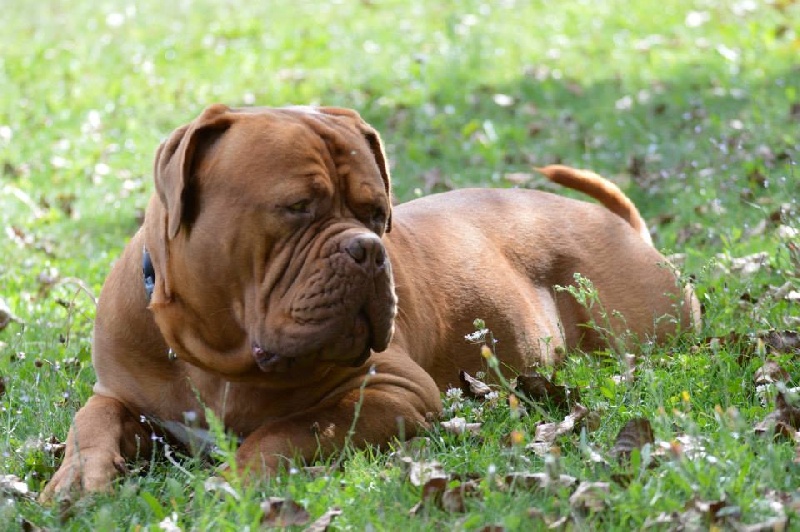 Publication : Dogue Force One Auteur : eveline DAVI