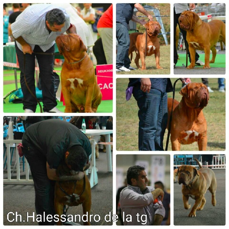 Publication : Dogue Force One Auteur : eveline DAVI