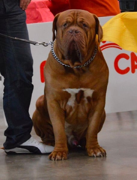 Publication : Dogue Force One Auteur : eveline DAVI