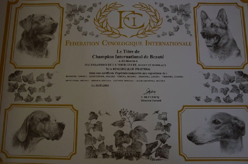 Publication : Dogue Force One Auteur : eveline DAVI