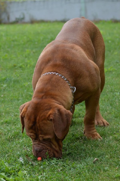 Publication : Dogue Force One Auteur : eveline DAVI