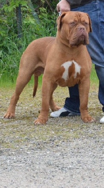 Publication : Dogue Force One Auteur : eveline DAVI