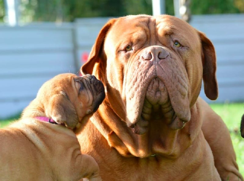 Publication : Dogue Force One Auteur : eveline DAVI