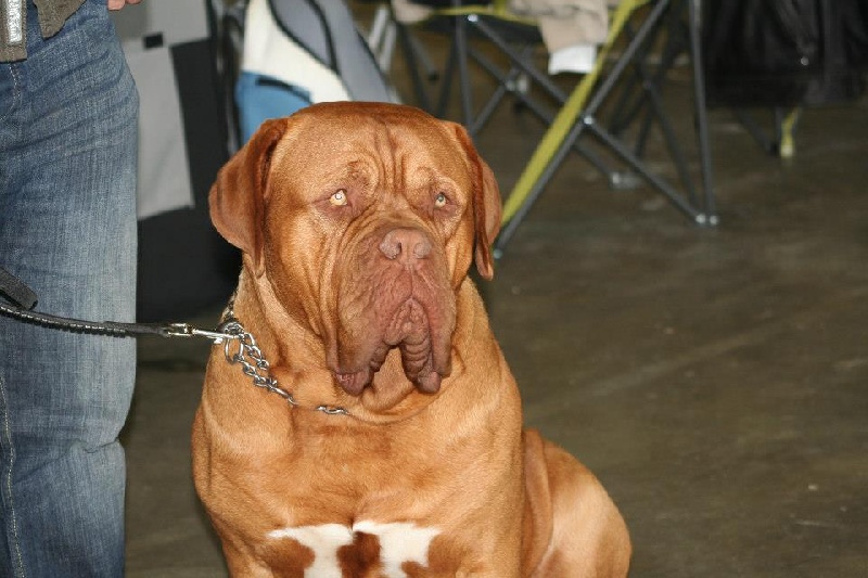 Publication : Dogue Force One Auteur : eveline DAVI