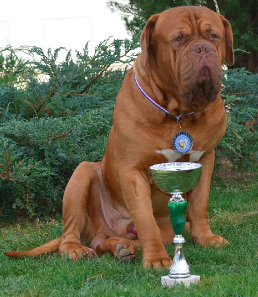 Publication : Dogue Force One Auteur : eveline DAVI