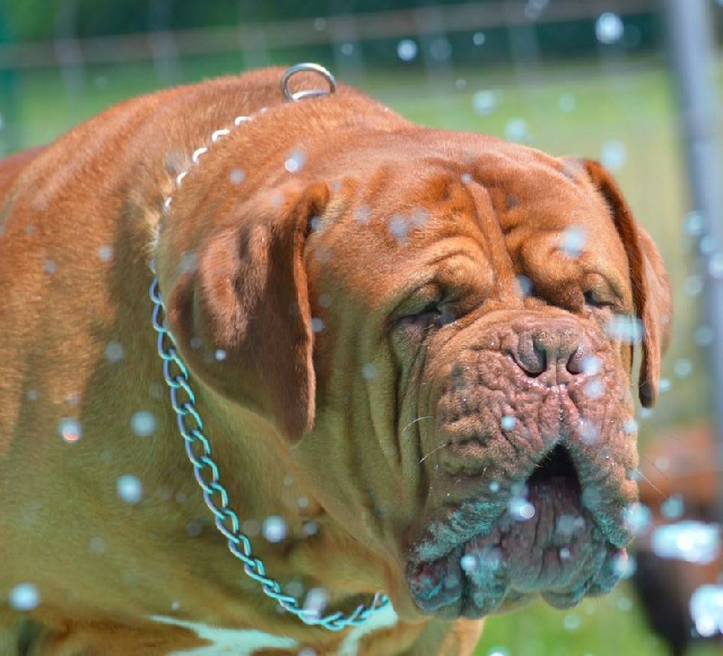 Publication : Dogue Force One Auteur : eveline DAVI