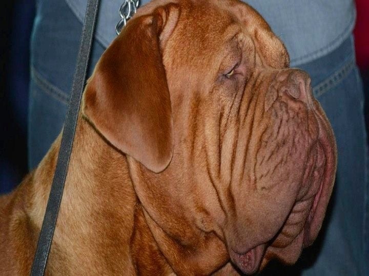 Publication : Dogue Force One Auteur : eveline DAVI