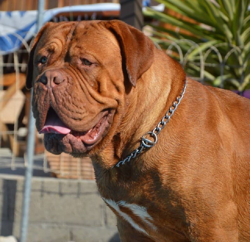 Publication : Dogue Force One Auteur : eveline DAVI