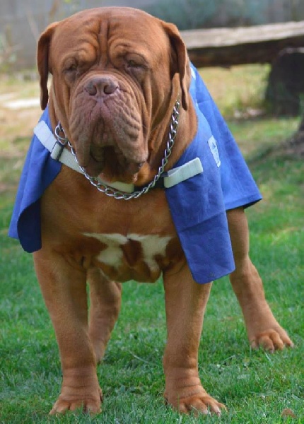 Publication : Dogue Force One Auteur : eveline DAVI