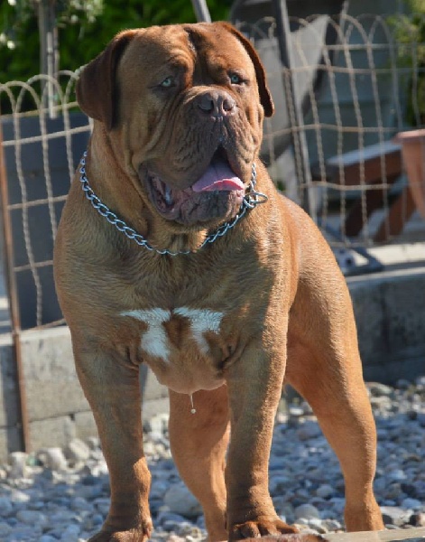 Publication : Dogue Force One Auteur : eveline DAVI