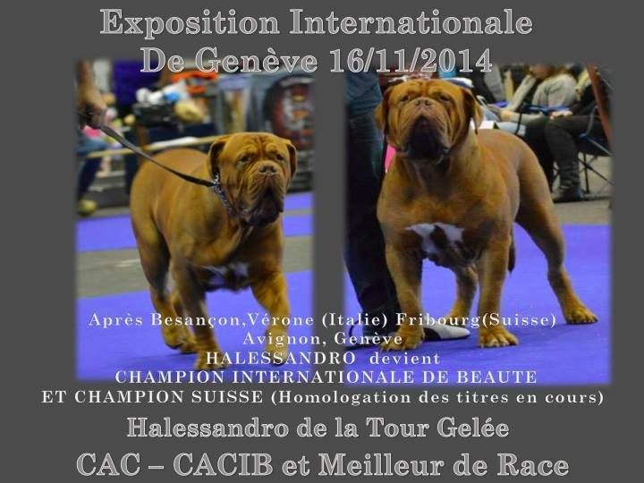 Publication : Dogue Force One Auteur : eveline DAVI