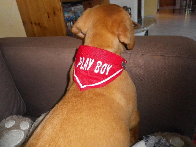 Publication : Dogue Force One Auteur : eveline DAVI