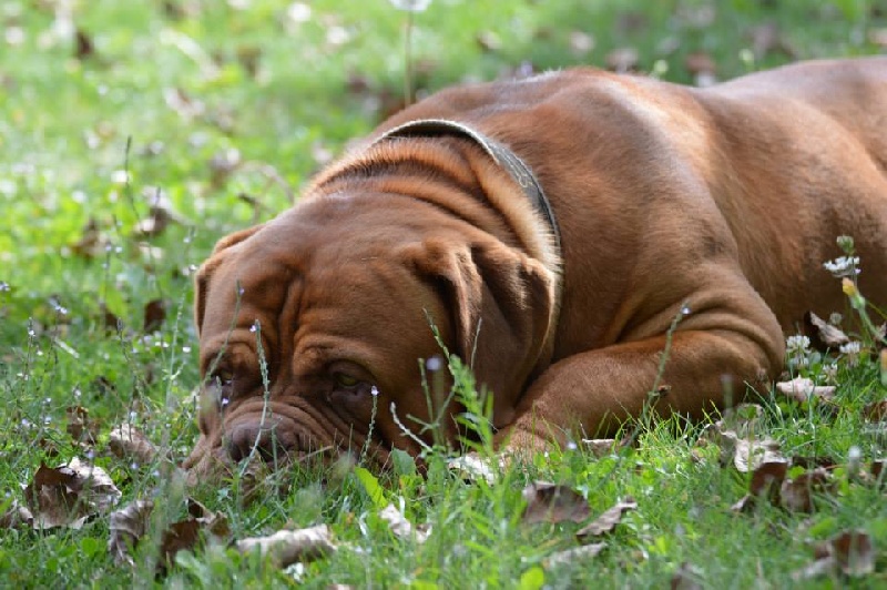 Publication : Dogue Force One Auteur : eveline DAVI