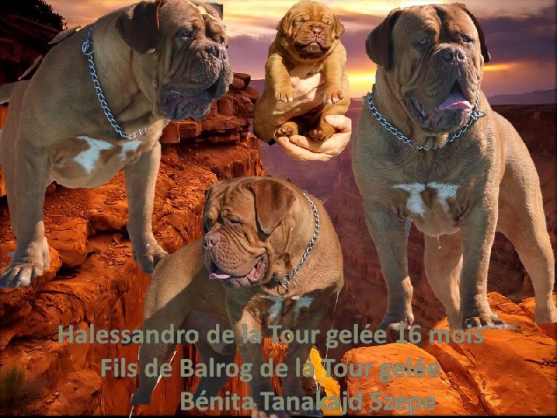 Publication : Dogue Force One Auteur : eveline DAVI