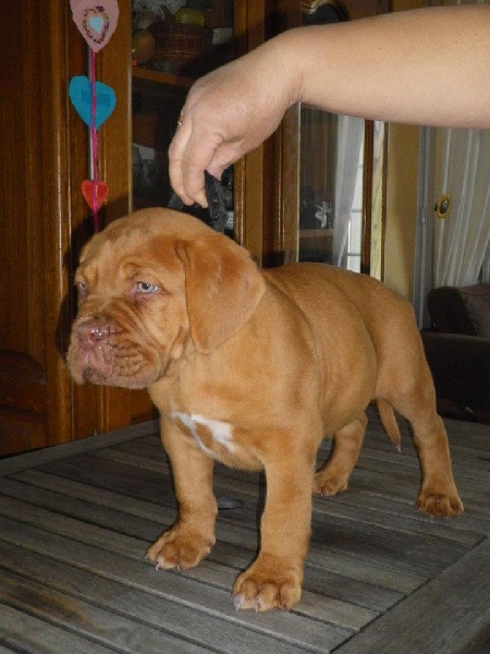 Publication : Dogue Force One Auteur : eveline DAVI