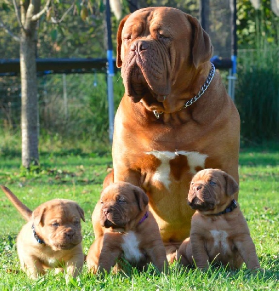 Publication : Dogue Force One Auteur : eveline DAVI