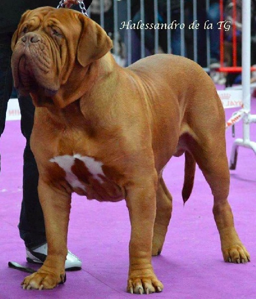 Publication : Dogue Force One Auteur : eveline DAVI