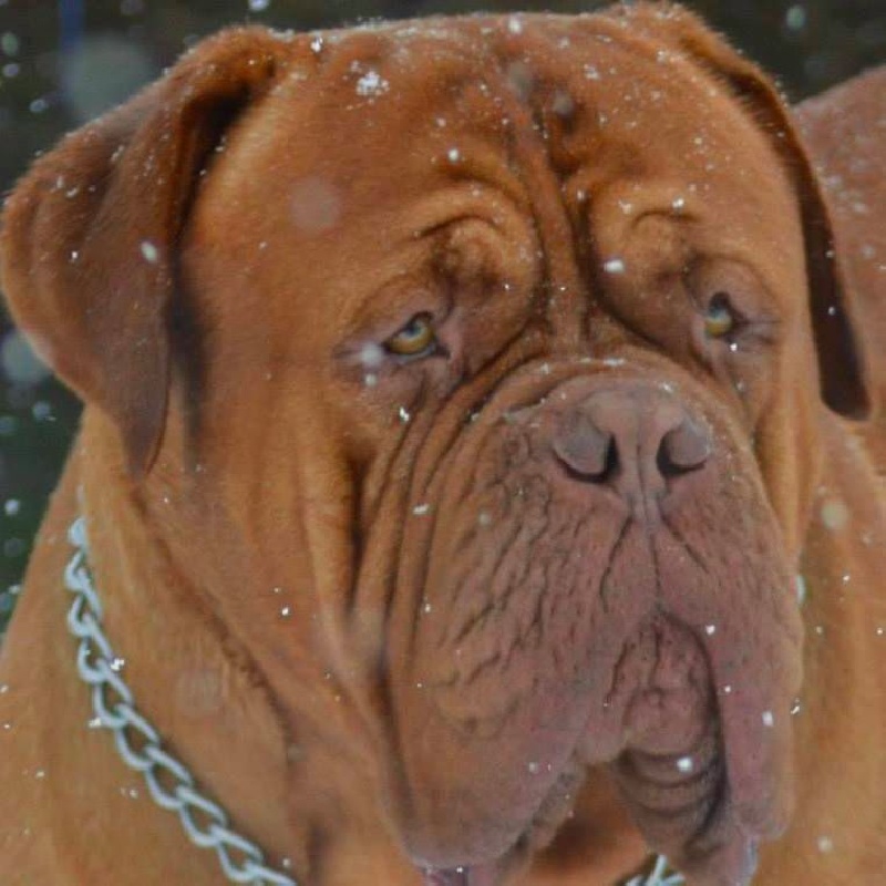 Publication : Dogue Force One Auteur : eveline DAVI