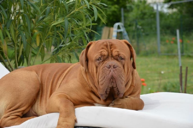 Publication : Dogue Force One Auteur : eveline DAVI