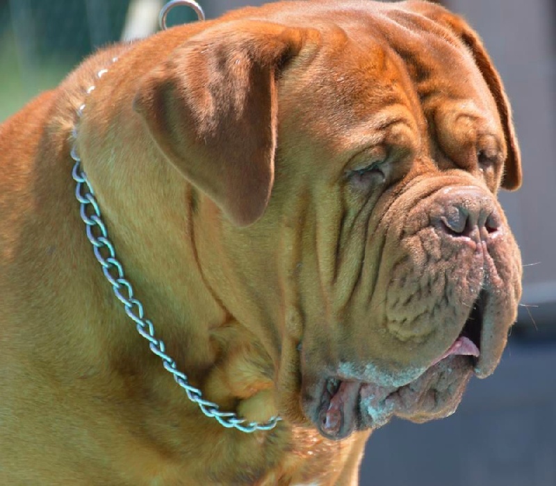 Publication : Dogue Force One Auteur : eveline DAVI