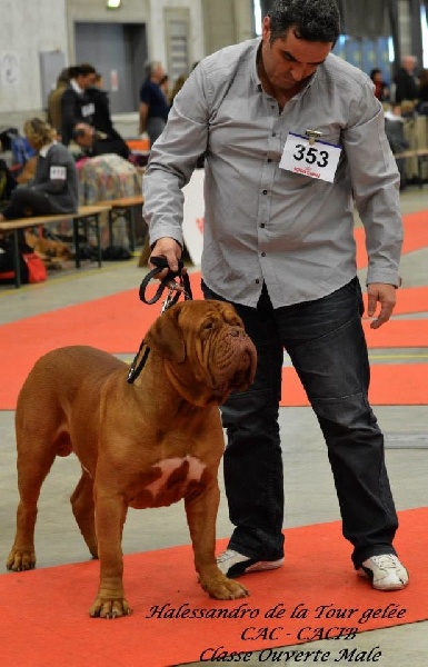 CH. Halessandro La tour gelée - CAC -CACIB - BOB