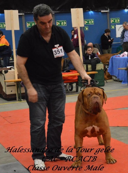 CH. Halessandro La tour gelée - CAC - RCACIB