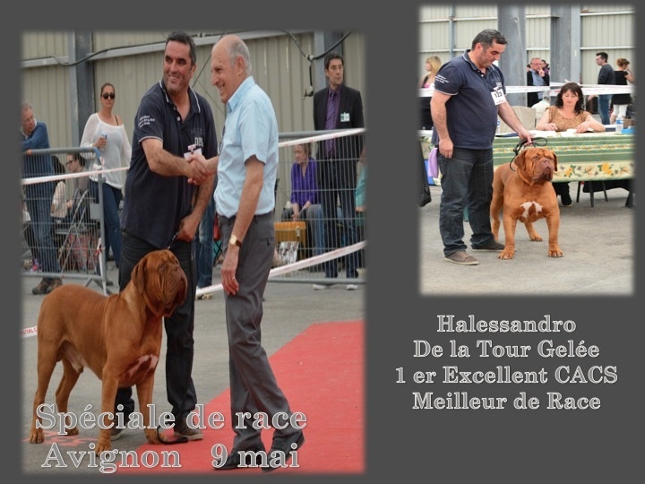 CH. Halessandro La tour gelée - CACS BOB