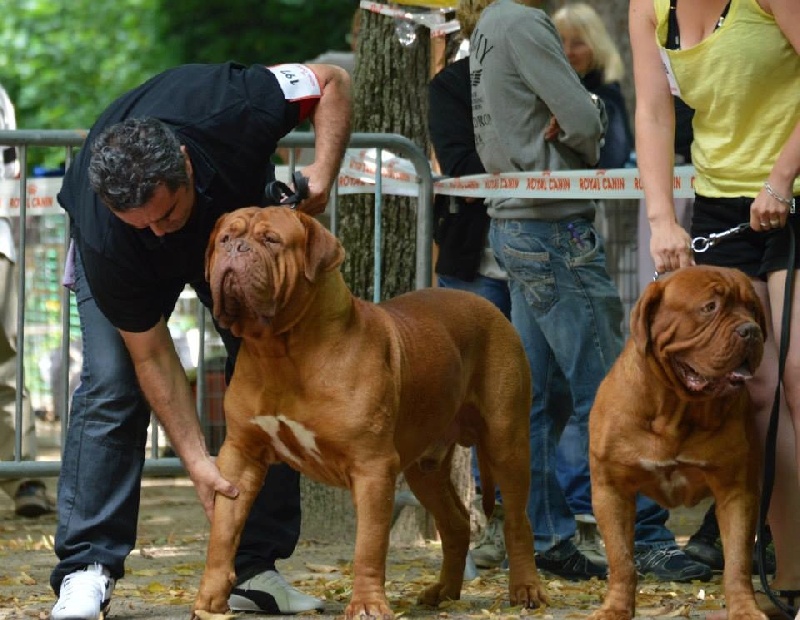 CH. Halessandro La tour gelée - 1er Excellent CACS