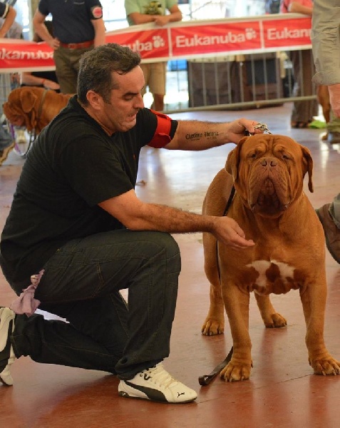 CH. Halessandro La tour gelée - Excellent non classé Classe Ouverte mâle