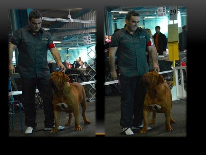 CH. Halessandro La tour gelée - CACS CACIB et BOB