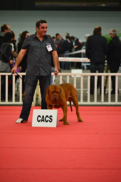 CH. Halessandro La tour gelée - CACS- RCACIB