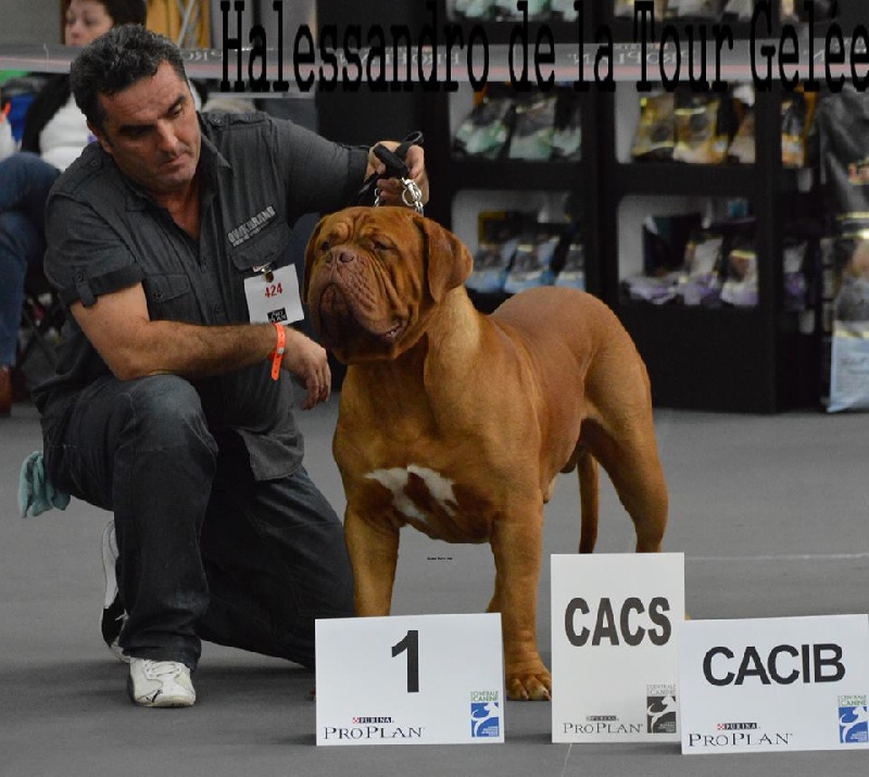 CH. Halessandro La tour gelée - CACS-CACIB- Meilleur de Race