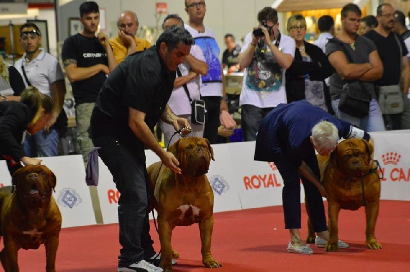 CH. Halessandro La tour gelée - Qualificatif Excellent Classe Champion