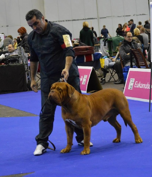 CH. Halessandro La tour gelée - RCAC - RCACIB