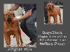 CH. Inaya black Dogue Force One - Très Prometteur meilleur puppy