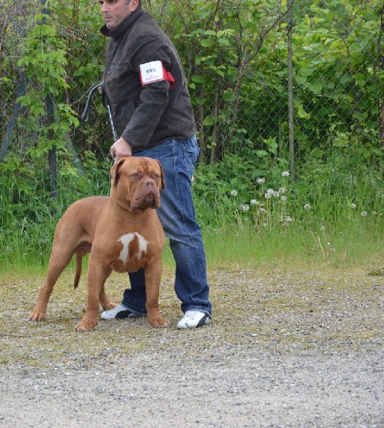 CH. Halessandro La tour gelée - Classe jeune 1er excellent Meilleur Jeune Meilleur de race