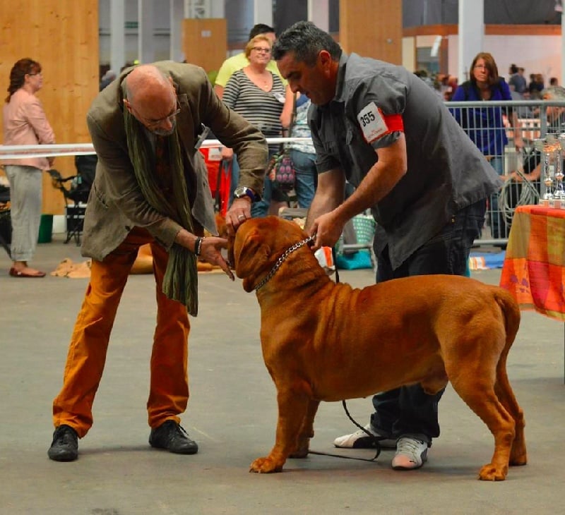 CH. Halessandro La tour gelée - RCACIB Excellent