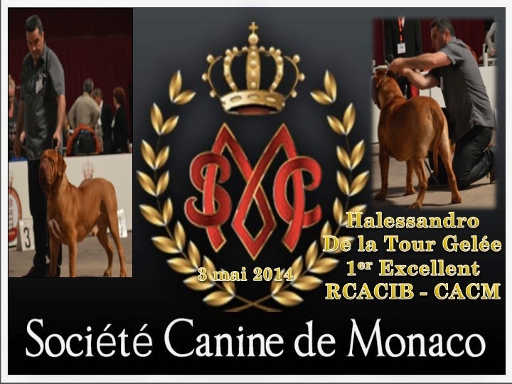 CH. Halessandro La tour gelée - RCACIB CACM