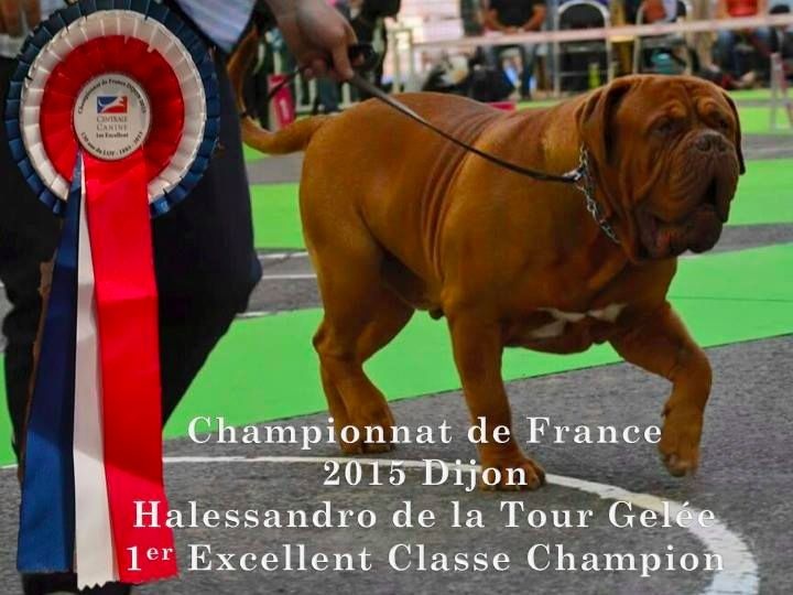 CH. Halessandro La tour gelée - 1er Excellent Classe Champion