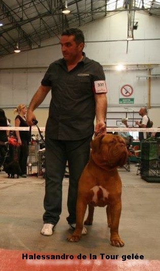 CH. Halessandro La tour gelée - Classe jeune 1er excellent Meilleur Jeune